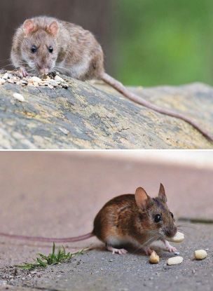 Rat et souris